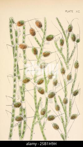 Süßwasseralgen Vereinigte Staaten Bethlehem Pa. Die Comenius Press 1887 Algae United States zeigt verschiedene Formen der aquatischen Pflanzenwelt und zeigt lange, grüne Stiele, die mit ovalen Strukturen in Grün- und Brauntönen verziert sind. Die detaillierte Darstellung zeigt komplizierte Muster und Texturen auf den Pflanzen, die ihr Wachstum und ihre Entwicklung in einem natürlichen Lebensraum betonen. Jeden Stiel umgeben kleine, empfindliche Merkmale, die assoziierte Organismen oder mikroskopische Elemente darstellen können und ein lebendiges Ökosystem widerspiegeln. Die Komposition bietet einen Einblick Stockfoto