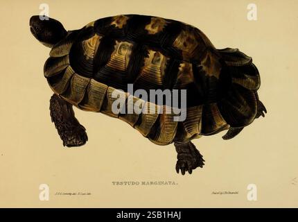 Schildkröten, Schildkröten und Schildkröten, London, Paris, und Frankfurt, H. Sotheran, J. Baer & Co, 1872, Turtles, Terrapin, Testudinidae, Bildwerke, Testudo marginata, Eine wunderschön detaillierte Illustration mit einer Schildkröte, insbesondere der Testudo marginata. Die Schildkröte wird aus einer Top-down-Perspektive gezeigt und hebt ihre einzigartigen Schalenmuster hervor, die durch Erdtöne und komplizierte Designs gekennzeichnet sind. Die Gliedmaßen und der Kopf sind teilweise sichtbar und zeigen die Hautstruktur. Unter der Schildkröte ist der wissenschaftliche Name „Testudo marginata“ elegant eingeschrieben, was dem Artwo einen pädagogischen Aspekt verleiht Stockfoto