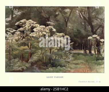 Garten, Farbe, London, 1905, Gartenarbeit, eine üppige, grüne Landschaft voller riesiger Pastinaken-Pflanzen, die sich durch ihre breiten Blätter und weißen Blütenbündel auszeichnen, die sich über dem Laub erheben. Die Szene spielt vor einem Hintergrund von Bäumen, was auf eine ruhige Waldlandschaft hindeutet. Die Art und Weise, wie das Licht durch die Bäume filtert, schafft ein sanftes Ambiente, das die Texturen der Pflanzen und den Reichtum der umliegenden Natur hervorhebt. Unter der Abbildung ist der Titel „Riesenpastete“ sowie der Name des Künstlers vermerkt, was eine Wertschätzung sowohl für das botanische Thema als auch für das botanische Thema andeutet Stockfoto