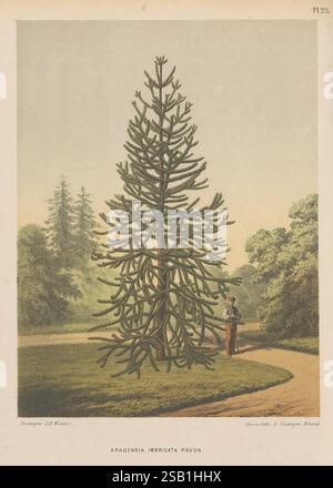 Flora, Groningen, J.B. Wolters, [1868], Blumen, Pflanzen, Niederlande, malerische Werke, Pflanzen ornamental, Eine hohe Araucaria imbricata, allgemein bekannt als der Affen Puzzle Baum, steht prominent in der Mitte, mit seinen charakteristischen mehrschichtigen Zweigen und spitzen Laub. In der Nähe ist eine Figur dargestellt, möglicherweise ein Gartenbaumeister oder ein Beobachter, der sich mit dem Studium oder der Wertschätzung des Baumes beschäftigt. Die umliegende Landschaft bietet einen leicht gepflegten Weg, der sich durch üppiges Grün schlängelt, mit zusätzlichen Bäumen im Hintergrund, die die ruhige Atmosphäre dieser botanischen Szene verstärken. Das zarte Stockfoto