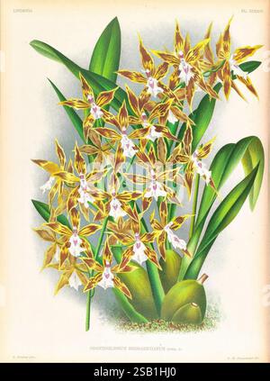 Lindenia, Gand [Belgien], Impr. F. Meyer-van Loo, 1885-1906, Klassifizierung, Reiseführer, Identifizierung, Nomenklatur, populäre Nomenklatur, Orchidaceae, Orchideen, Bildwerke, Terminologie, Eine lebendige Illustration, die eine Gruppe von Odontoglossum-Orchideen zeigt, die sich durch ihre komplexen gelben und braunen Muster auf den Blütenblättern auszeichnen. Die Blüten haben zarte weiße Akzente, die ihre Eleganz unterstreichen. Die Blüten umgeben von satten grünen Blättern, die eine üppige Kulisse bilden und die natürliche Schönheit dieser exotischen Orchideen betonen. Die Komposition hebt sowohl die floralen Details als auch die hervor Stockfoto