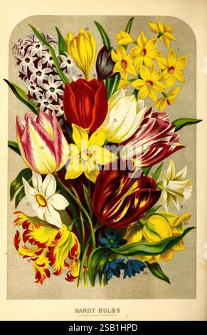 Vicks Blumen- und Gemüsegarten Rochester, N. Y, veröffentlicht von James Vick, 1878 Kataloge Handel Blume Gartenarbeit Blumen Gartenarbeit New York State Rochester NY Samen Handelskataloge Gemüsegarten Gemüse Polyanthus narcissus Narcissus poeticus Trompete Narcissus Tulpe Crocus Hyazinth scilla, Ein lebhaftes Bouquet aus verschiedenen harten Zwiebeln zeigt eine Reihe blühender Blumen. Unter den Blüten sind auffällige Tulpen in Rot- und Weißtönen, begleitet von fröhlichen Narzissen in leuchtendem Gelb und einer zarten Gruppe weißer Blüten. Die Zusammensetzung wird durch ein kleineres f angereichert Stockfoto