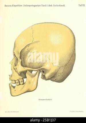 Reise der österreichischen Fregatte Novara Wien Kaiserlich 1861-75, diese Abbildung zeigt ein detailliertes Seitenprofil eines menschlichen Schädels und zeigt seine anatomischen Merkmale. Der Schwerpunkt liegt auf der Schädelstruktur, wobei die Konturen von Stirn, Kiefer und Zahnanordnung hervorgehoben werden. Beschriftungen können auf verschiedene Teile des Schädels hinweisen, was einen Einblick in seine Morphologie gibt. Diese Darstellung dient als pädagogisches Instrument im Kontext anthropologischer Studien und betont die Merkmale, die für die menschliche Anatomie relevant sind, und die spezifische Population, auf die verwiesen wird. Stockfoto