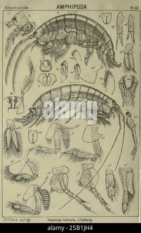Ein Bericht über die Crustacea of Norway Amphipoda Plates Christiania, A. Cammermeyer, 1895-1928, Norwegen, Crustacea, diese Abbildung zeigt verschiedene Arten und anatomische Details von Amphipoden, einer Gruppe von Krebstieren. Das Bild ist in beschriftete Diagramme gegliedert, die verschiedene Teile der Morphologie des Amphipods hervorheben, einschließlich Anhängen und Körpersegmenten. Spezifische Arten wie *Haploops tubicolus* werden dargestellt, was eine detaillierte Untersuchung ihrer Struktur und Klassifizierung ermöglicht. Die Diagramme werden mit Anmerkungen versehen, die unterschiedliche Merkmale für pädagogische und wissenschaftliche Referenzen identifizieren Stockfoto