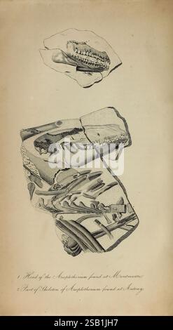 Das, Fossil, Reste, von, das, Tier, Königreich, London, Whittaker, Treacher, 1830, Paläontologie, Fossilien, Geschichten, Farbe unser, Sammlungen, Arthropod, 10, die Abbildung zeigt detaillierte anatomische Untersuchungen eines als Amphibien identifizierten Exemplars. Der obere Abschnitt zeigt eine Nahansicht des Kopfes der Kreatur, die die Struktur des Schädels und des Kiefers hervorhebt, komplett mit komplizierten Details der Zähne. Der untere Abschnitt zeigt ein umfassendes Diagramm, das eine vollständige Umrissdarstellung der Skelettstruktur zeigt und wichtige Merkmale wie Gliedmaßen- und Wirbelknochen hervorhebt. Diese Studie ist mit ann gekennzeichnet Stockfoto