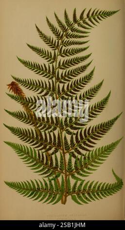 Farne, britisch, exotisch, 1856-60, Farne, die Abbildung zeigt eine detaillierte Darstellung des Polypodium drepanum Farn. Seine langen Wedel breiten sich anmutig aus, mit fein geteilten Flugblättern, die ein reiches Muster von Adern zeigen. Die leuchtenden Grüntöne der Blätter bilden einen schönen Kontrast zum subtilen Hintergrund, der die komplexen Strukturen der Pflanze unterstreicht. An der Spitze des Fronds ist eine sporentragende Struktur sichtbar, die die Fortpflanzungsphase des Farnlebenszyklus anzeigt. Die Gesamtkomposition fängt elegant die zarte Schönheit und Komplexität dieser besonderen Art von fe ein Stockfoto