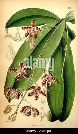 Curtis's Botanical Magazine, London, New York, botanische Illustration, Botanik, Zeitschriften, Bildwerke, Pflanzen ornamental, Curtis, Eine botanische Illustration mit einer lebendigen Darstellung von Orchideen, die sich durch ihre komplizierten Muster und ihre reiche Farbgebung auszeichnen. Die Komposition besteht aus mehreren Blüten mit einzigartigen Markierungen, die ihre zarten Blütenblätter und ihre unterschiedlichen Formen hervorheben. Um die Blüten herum befinden sich längliche grüne Blätter, die der Präsentation Tiefe und Kontrast verleihen. In der oberen linken Ecke betonen detaillierte Skizzen bestimmter Blumenteile ihre anatomischen Merkmale und zeigen sie an Stockfoto