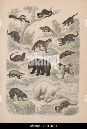 Atlas sistemático de historia Natural para uso de las escuelas y de las familias Madrid, España Imprenta de Rojas, 1867, distribución geográfica de animales y plantas, historia Natural, instituto Mora, die Illustration zeigt eine Vielzahl von Säugetieren, die in einer künstlerischen Ausstellung angeordnet sind. Jedes Tier ist als Referenz nummeriert und zeigt eine Reihe von Arten in ihren natürlichen Lebensräumen. In der oberen Reihe befinden sich ein Baum mit Eichhörnchen und Affen sowie kleine Säugetiere wie Wiesel und Nerze. Ein Fuchs durchstreift anmutig die Mitte, während unten ein Schwarzbär an einem Bach steht. Andere Kreaturen sind Stockfoto