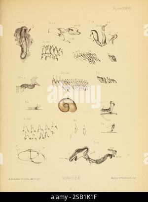 Land, Süßwasser, Mollusca, Indien, London, Taylor und Francis, 1882. Asien, Indien, Weichtiere, Muscheln, diese Illustration zeigt eine Reihe komplizierter wissenschaftlicher Skizzen, die verschiedene Meereslebewesen zeigen, insbesondere Kopffüßer und verwandte Organismen. Jede Abbildung ist detailreich und zeigt einzigartige anatomische Merkmale und Strukturen. Der obere Abschnitt zeigt gestreckte, wirbelnde Formen, die verschiedene Arten oder Entwicklungsstadien darstellen können. Nach unten bewegt sich das Arrangement mit spiralförmigen und wellenförmigen Linien, die die Vielfalt innerhalb der Unterfamilie Zonti hervorheben Stockfoto