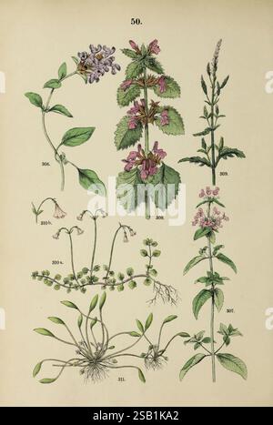 Pflanzen-Atlas nach dem Linné'schen System, Stuttgart, Juli Hoffmann, 1881, Atlanten, Botanik, Klassifizierung, Pflanzen., diese Abbildung zeigt eine detaillierte botanische Studie verschiedener Pflanzen, die ihre unterschiedlichen Eigenschaften zeigt. Oben links eine Pflanze mit violetten Blüten und breiten grünen Blättern, gekennzeichnet als 306. Daneben wird eine blühende Pflanze mit pinkfarbenen Blüten als 308 identifiziert. Darunter zeigt eine weitere Pflanze, gekennzeichnet als 310, zarte rosa Blüten mit schlanken Stielen. Der untere Abschnitt zeigt eine bodennahe Pflanze, Nummer 311, mit kleinen Blättern und Wurzeln, die sichtbar sind. Stockfoto