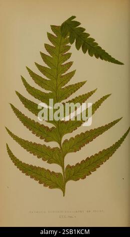 Farne, britisch, exotisch, 1856-60, Farne, eine detaillierte Abbildung eines Davallia longifolia Farns mit einer komplizierten Anordnung von Wedeln. Die Stirnbänder zeigen eine leuchtende grüne Farbe mit einer markanten, langen Form. Entlang der Ränder ist der Farn mit kleinen, runden Strukturen verziert, die möglicherweise Sporenfälle anzeigen. Das Layout betont das elegante, symmetrische Muster der Blätter und unterstreicht die natürliche Schönheit dieser Art. Unten ist der botanische Name elegant gedruckt, was der Präsentation einen wissenschaftlichen Touch verleiht. Stockfoto