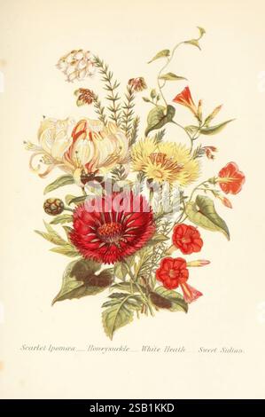 Die Sprache der Blumen oder florale Embleme der Gedanken, Gefühle und Gefühle, London, G. Routledge, 1869. Blumensprache, Ein lebendiges Arrangement mit verschiedenen blühenden Pflanzen, die jeweils unterschiedliche Formen und Farben aufweisen. Die Komposition umfasst scharlachrote Ipomoea mit ihrem markanten roten Farbton, durchsetzt mit zarten weißen Blüten und üppig grünem Laub. Honigsauger zieht sich elegant durch das Design, ergänzt durch Anklänge von weichem Pfirsich und gelben Blüten. Die kontrastierenden Farben und Texturen bilden eine harmonische Mischung und zelebrieren die Schönheit der floralen Vielfalt der Natur. Das Stück ist Labor Stockfoto