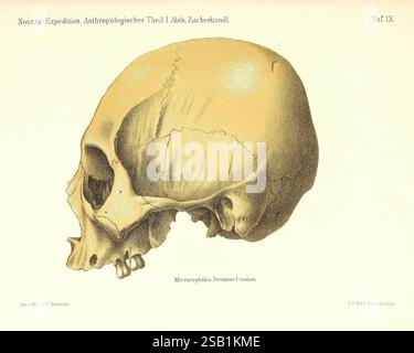 Reise der österreichischen Fregatte Novara Wien, Kaiserlich, 1861-75., das Bild zeigt eine detaillierte anatomische Darstellung eines menschlichen Schädels in Profilansicht. Der Schädel ist mit einer klaren Abgrenzung seiner strukturellen Merkmale dargestellt, einschließlich des Schädelgewölbes, der Gesichtsknochen und der Umrisse des Unterkiefers. Beschriftungen können auf verschiedene Teile des Schädels hinweisen, was seine Bedeutung für das Studium der menschlichen Anatomie und Anthropologie unterstreicht. Das Design betont die Krümmung und Proportionen des Schädels und spiegelt historische Ansätze zu anatomischen Studien und menschlichen Variationen wider. Stockfoto