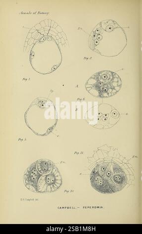Annalen der Botanik, London, Botanik, Zeitschriften, Pflanzen, die Abbildung zeigt eine Reihe detaillierter Diagramme aus den „Annalen der Botanik“, die sich auf verschiedene anatomische Strukturen der Peperomia-Pflanze konzentrieren. Jede Figur ist mit einer entsprechenden Seitennummer versehen und zeigt komplexe botanische Abbildungen, die die zellulären und reproduktiven Merkmale der Pflanze darstellen. Die Skizzen sind methodisch angeordnet, wobei Variationen verschiedene Aspekte der Morphologie der Peperomie hervorheben. Die illustrativen Darstellungen betonen die Komplexität und Vielfalt der Arten und machen sie zu einem wertvollen r Stockfoto
