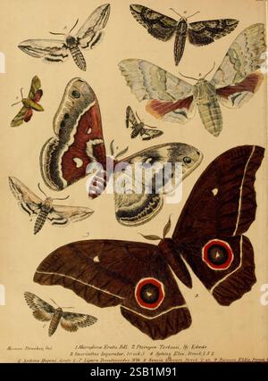 Schmetterlinge, Rhopalocere, Heterocere, Indigene, Exotische, Reading, Pa, Owen's Steam Book and Job Printing Office, 1872-1900, Lepidoptera, Eine Sammlung verschiedener Schmetterlinge und Falter in einer künstlerischen Anordnung, die ihre komplizierten Muster und leuchtenden Farben zeigt. Zu den dargestellten Arten gehören eine große, auffällige Motte mit auffälligen Augenflecken auf den Flügeln sowie kleinere Schmetterlinge, die jeweils einzigartige Designs und Farben aufweisen. Viele der Kreaturen zeigen ausgeklügelte Flügelmuster, einige zeigen zarte Hinterflügel, die zu ihrer Schönheit beitragen. Die Zusammensetzung Stockfoto