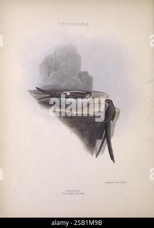 Die Gattungen der Vögel, 1849. Vögel, Verhaltensklassifizierung, Bildwerke, ornithologische Illustration, Eine detaillierte Illustration zeigt zwei Schnappstühle auf einem felsigen Felsvorsprung. Ein SWIFT steht mit gefalteten Flügeln neben einem Nest, das mit kleinen Eiern gefüllt ist. Das andere SWIFT steht wachsam und zeigt seinen schlanken Körper und seine langen Schwanzfedern. Der Hintergrund zeigt strukturierte Felsformationen, die einen natürlichen Lebensraum schaffen. Die Gesamtkomposition fängt die zarte Schönheit und das faszinierende Verhalten dieser Vögel in ihrer Umgebung ein und betont ihre komplizierten Details und Details Stockfoto