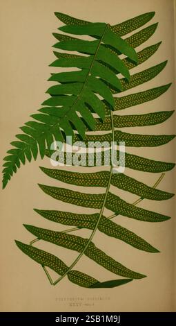 Farne, britisch, exotisch, 1856-60, Farne, eine Illustration mit zwei unterschiedlichen Farnwedel, die ihre komplizierte Struktur und natürliche Schönheit zeigen. Die linke Fronde zeichnet sich durch einen satten Grünton mit zarten, langen Blattsegmenten aus, die jeweils mit einer Reihe kleiner Punkte verziert sind. Der rechte Frond zeigt eine ähnliche, aber leicht andere Form und bildet einen Kontrast zu seinem leuchtend grünen Laub und einer leicht variierenden Anordnung von Flugblättern. Diese botanische Studie betont die einzigartigen Muster und Texturen von Farnen und veranschaulicht die Vielfalt der Polypodium-Gattung. Der Titel "POLYPODIUM DI Stockfoto