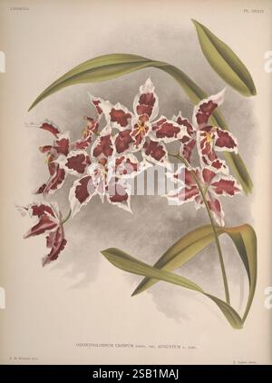 Lindenia, Brüssel, L. Linden, 1891-[1897?], Orchidaceae, Zeitschriften, Bildwerke, Eine wunderschön detaillierte botanische Illustration des Odontoglossum crispum, var. Augustum L. Lindl. Dieses Exemplar zeigt auffällige, komplizierte Blüten mit einer Kombination aus satten burgunderroten und weißen Mustern, die die zarten Formen der Blütenblätter zeigen. Der Hintergrund wird sanft gerendert, um die lebendigen Farben der Blüten zu unterstreichen, während die langen grünen Blätter einen natürlichen Rahmen bilden, der die Eleganz und Einzigartigkeit dieser Orchideensorte unterstreicht. Die Abbildung zeigt das Wesen des botanischen Künstlers Stockfoto