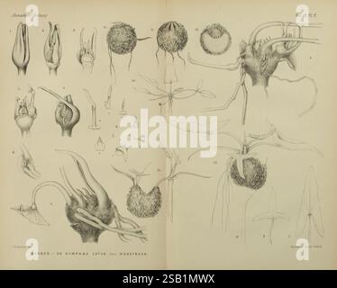 Annalen der Botanik, London, Botanik, Zeitschriften, Pflanzen, diese detaillierte botanische Illustration zeigt verschiedene morphologische Merkmale der Nymphaea Lotuspflanze, allgemein bekannt als ägyptischer Lotus. Das Arrangement zeigt mehrere Nahaufnahmen verschiedener Teile der Blüte und ihrer Fortpflanzungsstrukturen, einschließlich Blütenblätter, Staubblätter und Blütenstempel. Jeder beschriftete Abschnitt hebt bestimmte Attribute hervor, wie die Form und Textur der Blätter und die einzigartigen Strukturen der männlichen und weiblichen Teile der Blüte. Die komplizierten Details unterstreichen die Komplexität und Vielfalt innerhalb des SP Stockfoto