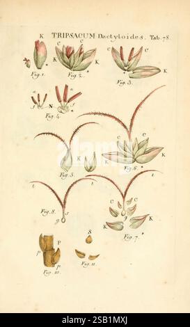 Illustratio systematis sexualis Linnaeani Francofurti ad Moenum, Varrentrapp et Wenner, 1789, Pflanzen, Klassifizierung, Linnaeus, The New York Botanical Garden, Pictorial Works, Carl von, eine Illustration mit verschiedenen botanischen Studien der Pflanze *Tripsacum dactyloides*. Das Layout umfasst mehrere Figuren, die verschiedene Teile der Pflanze, wie Blütenstrukturen und Früchte, darstellen. Detaillierte Zeichnungen heben Merkmale wie längliche Blätter, Blütenspitzen und einzelne Pflanzenkomponenten hervor und betonen ihre einzigartigen anatomischen Eigenschaften. Jede Zahl ist als Referenz nummeriert, Co Stockfoto