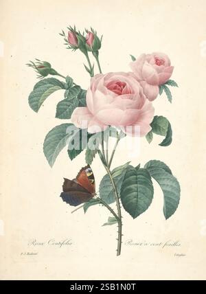 Choix des plus belles fleurs Paris Ernest Panckoucke 1833 Botanik Frankreich Ikonen Bildwerke Rose rosier à Cent feuilles rosier Schmetterling Pierre-Joseph Redouté Blumen Kohl Rose Rosa centifolia, Eine zart illustrierte Rosenpflanze mit großen, weichen rosa Blüten, ergänzt durch komplexe grüne Blätter und mehrere Blütenknospen. An der Basis der Pflanze liegt ein wunderschön detaillierter Schmetterling, der lebendige Farben auf den Flügeln zeigt und einen auffälligen Kontrast zu den floralen Elementen schafft. Die Komposition hebt die Schönheit der Natur hervor und betont komplizierte Texturen und natürliche Formen. Stockfoto
