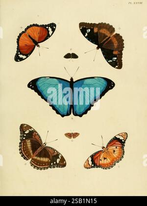 De uitlandsche kapellen, voorkomende in de drie waereld-deelen Asia, Africa en America, A Amsteldam, Chez Barthelmy Wild, 1779-1782 [d. h. 1775-1782]. Lepidoptera, Arthropoda, Suriname, Pictorial Works, Eine wunderschön angeordnete wissenschaftliche Illustration, die verschiedene Schmetterlingsarten zeigt. In der Mitte zieht ein markanter blauer Schmetterling mit breiten, leuchtenden Flügeln die Aufmerksamkeit auf sich, flankiert von zwei orangefarbenen Schmetterlingen mit unterschiedlichen Mustern. Darüber sorgt ein dunkler Schmetterling für Kontrast, während ein kleinerer Schmetterling zart in der Mitte sitzt. Die zarten Details der Flügel jedes Schmetterlings betonen den Stockfoto