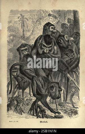 Brehm's Thierleben, Allgemeine Kunde des Thierreichs. Leipzig, Verlag des Bibliographischen Instituts, 1876-1879. Monkey, Zoology, Animal Behavior Woods Hole., Eine Gruppe von Makaken wird in einer natürlichen Umgebung dargestellt, die eine Reihe von Posen und Ausdrucksformen zeigt. Die Primaten wirken miteinander, manche scheinen sich zu pflegen oder beobachten einander genau. Ihre charakteristischen Merkmale, wie die langen Gliedmaßen und das ausdrucksstarke Gesicht, werden hervorgehoben. Im Hintergrund deutet die üppige Vegetation auf einen tropischen Lebensraum hin, der das Gefühl ihrer Umwelt verstärkt. Das Kunstwerk fängt den sozialen Dyn ein Stockfoto