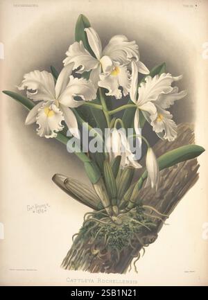 Reichenbachia, St. Albans, London, New York, F. Sander & Co, Orchid Growers & Importers, H. Sotheran & Co, I. Forstermann, 1888-1890, Orchidaceae, Henry Frederick Conrad Sander, Orchideen, Botanik, Blumen, Charles Storer, Cattleya Rochelensis, Cattleya Rochelensii, Taxonomie: Familie = Orchidaceae, Eine atemberaubende botanische Illustration mit einem Zweig der Cattleya rochellensis, einer Orchideenart, die für ihre eleganten weißen Blüten bekannt ist. Die Komposition hebt die zarten Blütenblätter mit sanften, detaillierten Schattierungen hervor und betont ihre komplizierten Texturen und Strukturen. Grünes Laub und Moos sind sichtbar, Profi Stockfoto