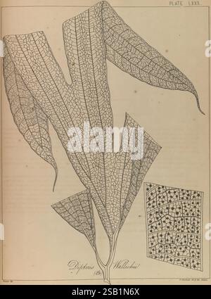 Die Farne von Britisch-Indien, Madras, 1866, Indien, Pteridophyta, eine detaillierte botanische Illustration, die die komplizierte Blattstruktur der Dipteris Wallichii-Pflanze zeigt. Die Hauptabbildung zeigt zwei große, längliche Blätter mit einem charakteristischen Muster aus Adern und Texturen. Das fein detaillierte Rendering betont die einzigartige netzartige Konfiguration ihrer Oberflächen. In der unteren Ecke zeigt ein kleinerer Ausschnitt eine Nahansicht des komplexen Adermusters des Blattes, was die künstlerische und wissenschaftliche Darstellung dieser tropischen Farnart unterstreicht. Das Packstück ist mit dem Namen beschriftet Stockfoto