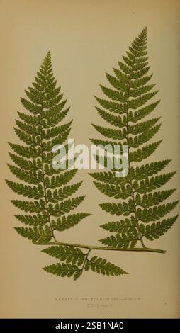 Farne, Britisch, Exotisch, 1856-60, Ferns, diese Illustration zeigt zwei detaillierte Exemplare von Davallia polypodioides, die die komplizierte Struktur der Farnwedel zeigen. Auf jedem Frond befinden sich eine Reihe von zarten Flugblättern, die entlang eines zentralen Stiels angeordnet sind, mit einer reichen Textur und unterschiedlichen Grüntönen. Die feinen Details heben die einzigartigen Muster und Formen der Flugblätter hervor und unterstreichen die natürliche Schönheit und Komplexität dieser Art. Unterhalb der Abbildung ist der Name des Farns elegant eingeschrieben, zusammen mit einem Volumenbezug, der der Darstellung einen wissenschaftlichen Touch verleiht. Stockfoto