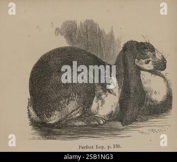 Tauben, und Kaninchen, in, ihre, Wild-, Haushalts- und gefangenenstaaten. eine Illustration eines Kaninchens mit Scheitelohren, gekennzeichnet durch seine charakteristischen langen, hängenden Ohren und seinen runden Körper. Das Kaninchen wird in einer entspannten Position dargestellt, was seine flauschige Pelzstruktur und seine sanften Eigenschaften unterstreicht. Die Unterschrift unter dem Bild lautet „Perfect Lop, S. 135“, was darauf hindeutet, dass diese Darstellung aus einem Buch oder Leitfaden stammen könnte, das sich auf Kaninchenrassen bezieht. Das Gesamtdesign betont die weichen Kurven und das ruhige Auftreten des Kaninchens und macht es zu einer bezaubernden Darstellung dieses beliebten Haustiers. Stockfoto