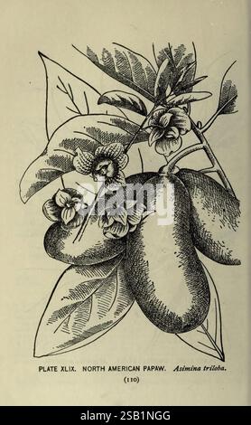 Ein Guide zu den Bäumen, New York, F.A. Stokes, [c1900], Bäumen, USA, Frauen in der Wissenschaft, Marian Ellis Ryan Rowan, Eine detaillierte Illustration einer nordamerikanischen Papaw (Asimina triloba) Pflanze. Die Darstellung zeigt die länglichen, ovalen Früchte mit glatter Oberfläche sowie mehrere Gruppen von zarten Blüten mit fünf Blütenblättern. Die Blätter sind breit und glänzen mit einer reichhaltigen Textur, die die Gesamtkomposition ergänzt. Diese botanische Darstellung bietet Einblick in die charakteristischen Eigenschaften der Papagepflanze, einschließlich ihrer Frucht- und Blumenanordnung Stockfoto