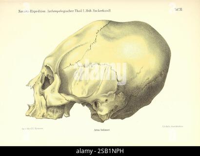 Reise der österreichischen Fregatte Novara Wien Kaiserlich 1861–75, Eine Seitenansicht eines menschlichen Schädels, die seine charakteristischen anatomischen Merkmale wie die markante Stirn, das abgerundete Schädelgewölbe und die komplizierten Konturen des Kiefers zeigt. Das Bildmaterial hebt die symmetrische Struktur hervor und betont die Augenhöhlen, die Nasenhöhle und die Gesamtform des Schädels. Feine Linien beschreiben die Texturen und Konturen und geben Einblicke in die Form und die allgemeine Morphologie, was die Komplexität und Einzigartigkeit der menschlichen Skelettanatomie veranschaulicht. Stockfoto