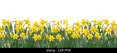 Gelbes Frühlings-Narzissen-Feld Hintergrundbanner isolierter Ausschnitt auf weiß Stockfoto