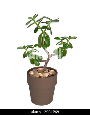 Jade-Zimmerpflanze in einem Topf, isolierter Ausschnitt auf weiß Stockfoto