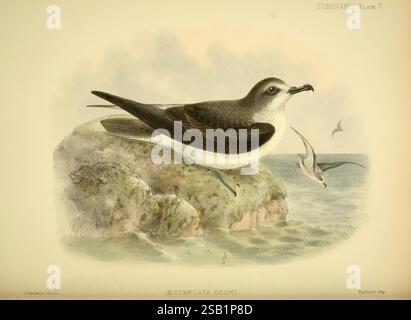 A, Monografie, von, der, Stürme, (Order, Tubinares), London, Witherby &, Co, 1907-1910, Sturmvögel, Vögel, die Illustration zeigt einen markanten Seevögel, der auf einem Felsvorsprung sichtbar positioniert ist. Das schlanke Gehäuse zeigt eine Mischung aus dunklem und hellem Gefieder und eine markante schwarze Kappe betont den Kopf. Die langen Flügel des Vogels sind subtil verteilt, was auf Flugbereitschaft hindeutet, während sein schwacher Schnabel zu seinem anmutigen Aussehen beiträgt. Im Hintergrund prallen Wellen sanft gegen das Ufer, und einige andere Seevögel können über dem Meer fliegen. Die Szene weckt ein Gefühl von Gelassenheit und Natur Stockfoto
