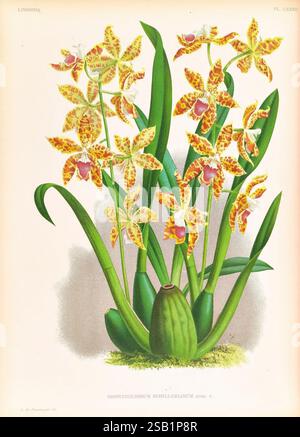 Lindenia, Gand [Belgien], Impr. F. Meyer-van Loo, 1885-1906, Klassifizierung, Reiseführer, Identifizierung, Nomenklatur, Nomenklatur, populär, Orchidaceae, Orchideen, Bildwerke, Terminologie, Eine lebendige Illustration, die eine Gruppe exotischer Orchideen zeigt, insbesondere das Odontoglossum schillerianum. Die Blumen sind mit komplexen Mustern aus gelben und orangefarbenen Flecken verziert, die auf üppig grünem Laub stehen. Jede Orchidee weist zarte, nach außen reichende Blütenblätter auf, die unterschiedliche Farbtöne aufweisen, während die Basis der Pflanze kräftig und robust ist. Die Komposition unterstreicht die Eleganz und die Komposition Stockfoto