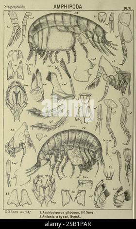 An, Account, of, The, Crustacea, of, Norway Amphipoda, (Platten), Christiania, A, Cammermeyer, 1895-1928, Norwegen, Crustacea, Eine detaillierte Illustration, die verschiedene Arten von Amphipoda zeigt, mit komplizierten Linienzeichnungen, die ihre anatomische Struktur hervorheben. Das Bild enthält beschriftete Diagramme verschiedener Körperteile wie Anhängen und Kiemen mit Nummern, die spezifischen Merkmalen entsprechen. Es sind namhafte Exemplare dargestellt, darunter *Aspidopleura gibbosus* und *Andrenia abyssi*, die beide Vertreter dieser vielfältigen Gruppe von Krebstieren sind. Das Bildmaterial betont den Komplex Stockfoto