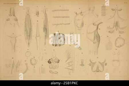 Gammarini, del golfo di Napoli, Berlin, R. Friedländer & Sohn, 1893, Crustacea, Gammaridae, Gammarina, Italien, Neapel, Bucht von, diese Illustration zeigt eine Sammlung detaillierter anatomischer und morphologischer Studien verschiedener Organismen. Das Layout enthält beschriftete Diagramme, die Merkmale wie die Struktur von Weichtieren, Segmentierungsmuster bei Würmern und detaillierte Ansichten zellulärer Strukturen zeigen. Jede Figur wird akribisch dargestellt und betont die Komplexität und Vielfalt der Lebensformen. Die Illustrationen sind in einer systematischen Anordnung angeordnet, sodass sie leicht zu vergleichen sind Stockfoto