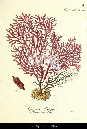 Die, Pflanzenthiere, in, Abbildungen, nach, der, Natur, Nèurnberg, in, der, Raspischen, Buchhandlung, 1791-1830, cnidaria, ctenophora, diese Abbildung zeigt eine detaillierte Darstellung des Gorgonia Safrappo und seine komplizierte, verzweigte Struktur, die einem zarten Baum ähnelt. Die leuchtenden roten Farbtöne der Korallen werden hervorgehoben, was die Textur und Komplexität ihrer Form unterstreicht. Neben dem Hauptbild ist eine kleinere Darstellung verwandter Arten enthalten, wodurch der Schwerpunkt auf Meereslebewesen weiter verstärkt wird. Die Verwendung präziser Linien und Muster zeigt die künstlerische Aufmerksamkeit Stockfoto