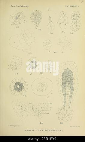 Annalen der Botanik, London, Botanik, Zeitschriften, Pflanzen. diese detaillierte Abbildung zeigt eine Reihe von markierten botanischen Diagrammen, die verschiedene Stadien und Strukturen der Familie der Anthocerotaceae darstellen. Die Visualisierungen zeigen verschiedene Zellformationen und Entwicklungsstadien und betonen die komplizierten Details der Pflanzenanatomie. Jede Zahl ist nummeriert und bietet Einblicke in die Morphologie und zelluläre Organisation, was das Verständnis von botanischen Studien und Forschungen im Zusammenhang mit dieser Gruppe von Pflanzen unterstützt. Das Design spiegelt einen wissenschaftlichen Ansatz wider, der Kunstfertigkeit mit einer Pädagogik verbindet Stockfoto