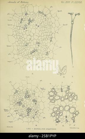 Annals of Botany London Botanik Zeitschriften Pflanzen, diese Illustration ist eine detaillierte wissenschaftliche Darstellung aus „Annals of Botany“, die die Anatomie der Keimlingsstrukturen zeigt. Es verfügt über verschiedene Abschnitte, die mit verschiedenen Komponenten gekennzeichnet sind und die zelluläre Organisation im Keimlingsgewebe erläutern. Im oberen Bereich wird eine Querschnittsansicht mit Beschriftungen hervorgehoben, die Zelltypen wie Phloem (phl) und verschiedene andere Pflanzengewebe identifizieren. Die unteren Abschnitte zeigen vergrößerte Ansichten spezifischer Zellstrukturen und geben Einblick in die morphologischen Eigenschaften von Keimling und Stockfoto