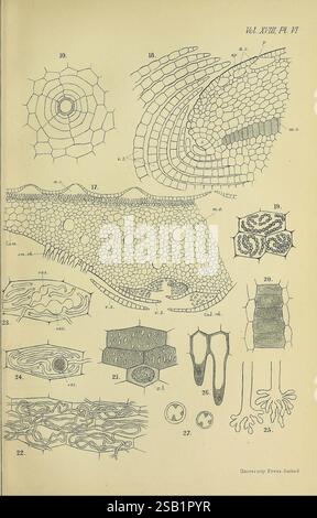 Annalen der Botanik, London, Botanik, Zeitschriften, Pflanzen, die Abbildung zeigt eine Reihe komplizierter wissenschaftlicher Diagramme, die verschiedene Zellstrukturen und -Muster darstellen. Jeder beschriftete Abschnitt hebt verschiedene Zelltypen und Gewebe hervor und zeigt ihre einzigartigen Formen und Texturen. Zu den bemerkenswerten Elementen gehören detaillierte Darstellungen pflanzlicher und tierischer Zellen, wobei der Schwerpunkt auf Merkmalen wie Zellwänden, Membranen und interzellulären Räumen liegt. Die Anordnung der Zeichnungen veranschaulicht die Vielfalt des mikroskopischen Lebens und die Komplexität biologischer Formen, die als wertvolle Ressource dienen Stockfoto