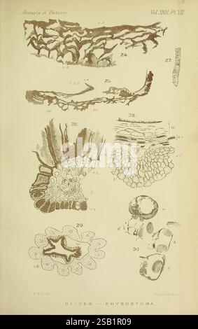 Annalen der Botanik, London, Botanik, Zeitschriften, Pflanzen, diese Abbildung zeigt eine Reihe detaillierter botanischer Zeichnungen aus den „Annalen der Botanik“. Das Bild zeigt verschiedene Formen von Pflanzenstrukturen und Zellanordnungen, nummeriert von 26 bis 30. Jeder Abschnitt hebt komplizierte Details der Pflanzenanatomie hervor, einschließlich Querschnitten von Blättern und Stammgewebe, die Zellmuster und -Texturen veranschaulichen. Spezifische Elemente, wie Gefäßbündel und Epidermiszellen, werden zur besseren Klarheit mit wissenschaftlichen Kennzeichnungen dargestellt. Die Gesamtkomposition dient der Aufklärung und Information über die Vielfalt Stockfoto
