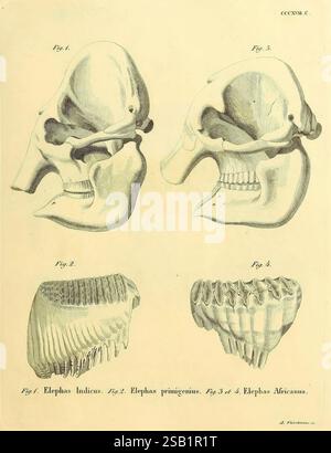 Die Säugthiere in Abbildungen nach der Natur, Erlangen, Expedition des Schreber'schen säugthier- und des Esper'schen Schmetterlingswerkes [etc,1774]-1846, Säugetiere, Bildwerke, Elephas indicus, Elephas primigenius, Elephas africanus, diese Illustration zeigt eine Reihe von Schädeln von drei verschiedenen Elefantenarten. Oben links zeigt das Seitenprofil des Schädels von Elephas indicus, der allgemein als asiatischer Elefant bekannt ist und seine charakteristische Form und Merkmale zeigt. Daneben befindet sich der Schädel von Elephas primigenius, bekannt als Wollmammut, der seine einzigartige Charakteristik unterstreicht Stockfoto