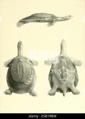 Katalog der Schilde Reptilien in der Sammlung des British Museum, London, 1855-1872, England, London, Schildkröten, Reptilien, Krokodile, Testudinidae, Amphisbaenia, Chelonia, diese Abbildung zeigt drei detaillierte Ansichten einer Schildkröte. Die Ansichten umfassen eine dorsale (obere) Perspektive, eine ventrale (untere) Perspektive und eine laterale (seitliche) Perspektive. Die anatomischen Details der Schildkrötenschale, der Gliedmaßen und des Kopfes sind akribisch dargestellt und zeigen die einzigartige Form und Struktur dieses Wassertiers. Die beschriftete Beschreibung identifiziert die Art als „Trionyx Herbsti“. Jede Ansicht ist hochgradig Stockfoto
