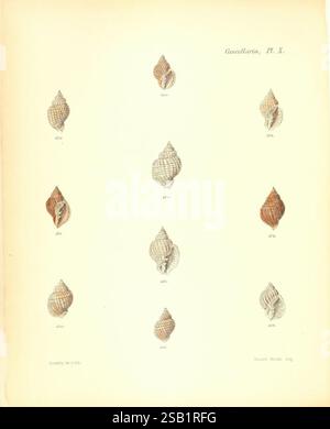 Conchologia iconica oder Illustrationen der Muscheln von Molluscous-Tieren, London, Reeve, Brothers, 1843-1878, Weichtiere, Bildwerke, Muscheln Stockfoto