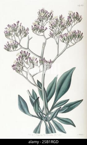 Edwards's Botanical Register London James Ridgway 1829-1847 Großbritannien England 19. Jahrhundert handkolorierte Botanik Periodika Icons 1829 Kupfergravur Pictorial Works Graphic Media Plants Ornamental RBG Kew Plant Einführung, eine detailreiche botanische Illustration zeigt eine hohe, blühende Pflanze mit langen grünen Blättern an ihrer Basis. Die Stiele sind mit zarten Knospen und Blüten verziert, die einen Farbverlauf von blassviolett bis weiß aufweisen. Jedes Blumenstrauß wird sorgfältig gerendert und hebt die feinen Texturen und komplizierten Formen der Blütenblätter hervor. Insgesamt Stockfoto