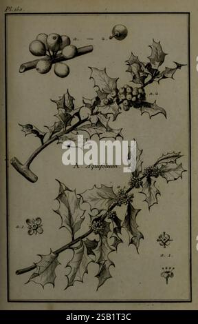 Beschreibung, vertus et usages de sept Cents dix-neuf plantes, Paris, P.F. Didot le jeune, 1767, France, materia medica, Medicinal plantes, malerische Werke, Botanik, Pflanze, Aquilegia, die Illustration zeigt eine Vielzahl von stechpalmen-Zweigen, die die charakteristischen gezackten Blätter und Häufchen roter Beeren, die typisch für die stechpalme-Pflanze sind, hervorheben. Jeder Zweig ist mit entsprechenden Buchstaben gekennzeichnet, die unterschiedliche Teile oder Variationen der Art anzeigen. Die Zusammensetzung hebt die botanischen Details hervor, einschließlich der Textur der Blätter und der Anordnung der Beeren, während sie ein klares DE liefert Stockfoto