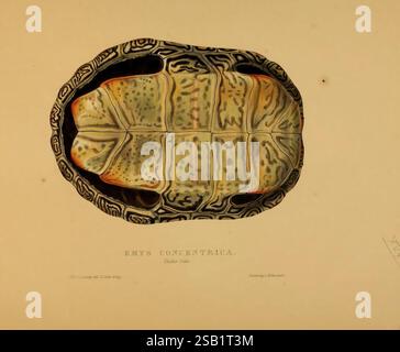 Schildkröten, Schildkröten und Schildkröten, London, Paris, und Frankfort, H. Sotheran, J. Baer & Co, 1872, Turtles, Terrapin, testudinidae, malaclemys terrapin, eine Illustration einer Schildkröte, insbesondere des Emys konzentricus, mit Blick von oben. Die Schale zeigt komplizierte Muster mit einer Mischung aus dunklen und hellen Tönen, die durch subtile Erdtöne hervorgehoben werden. Die detaillierte Darstellung der Markierungen auf der Schale unterstreicht die Besonderheiten dieser Art. Unterhalb der Abbildung ist der wissenschaftliche Name eingetragen, der eine eindeutige Identifizierung der Schildkröte ermöglicht. Die Gesamtzusammensetzung Stockfoto